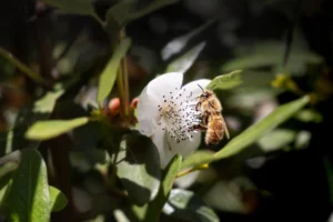 Australian Leatherwood Honey