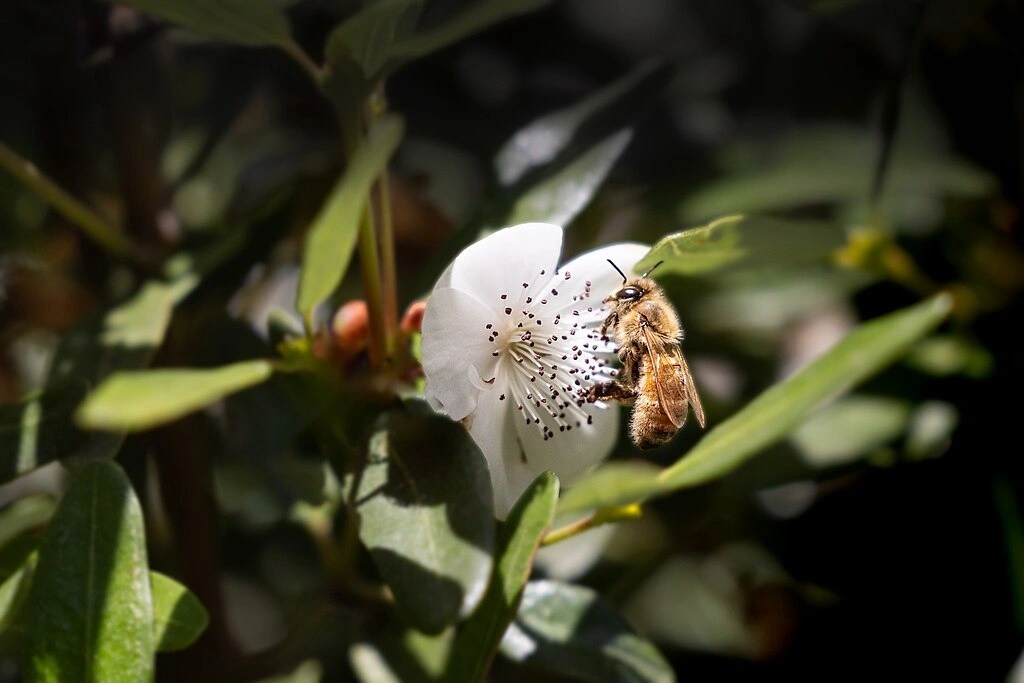 Australian Leatherwood Honey