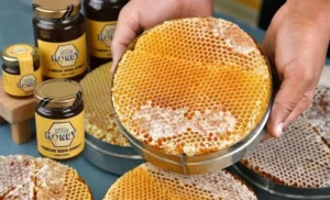 A jar of Little Honey Sidr Honey next to a wooden honey dipper, showcasing its thick, golden texture against a soft-focus background of white chamomile flowers.
